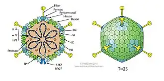 Kapsid eines Adenovirus