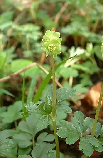Moschuskraut Adoxa&nbsp;moschatellina