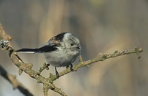 Aegithalos caudatus europaeus (Typ EC) hat einen schwarzgezeichneten Kopf mit höherem Weißanteil.