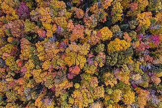 Luftbildaufnahme eines Mischwaldes in Quebec, Kanada