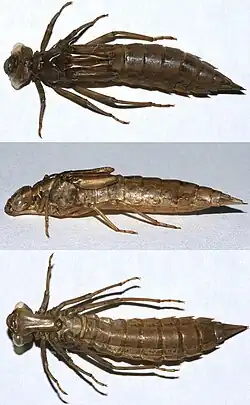 Exuvie aus verschiedenen Perspektiven