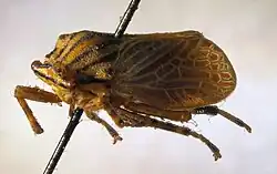 Aetalion vitticolle, Sammlungspräparat aus der Zoologischen Staatssammlung München