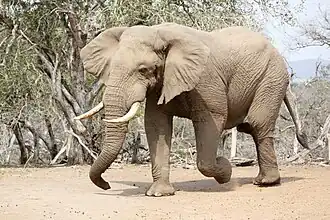 Afrikanischer Elefant