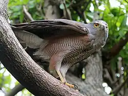 Afrikahabicht (Accipiter tachiro)