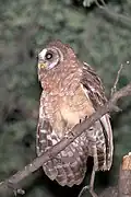 Afrikakauz (Strix woodfordii)