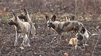 Afrikanische Wildhunde