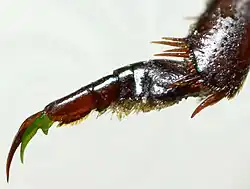 Abb. 12b: Vordertarsus ♂ Innenseite