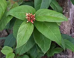 Aganonerion polymorphum (La giang)