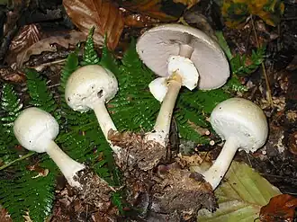 Dünnfleischiger Anis-Egerling Agaricus silvicola