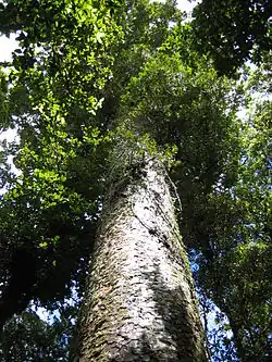 Kauri-Baum, Waipoua Forest Park (Neuseeland, Nordinsel)