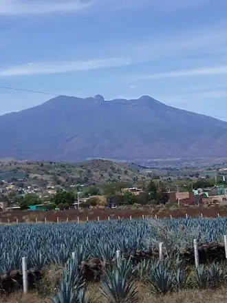 Agavenfelder vor Tequila