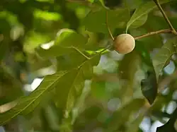 Aglaia lawii (versch. Aglaia-Arten haben ähnliche Früchte)