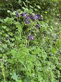 Die Akelei liebt Kalkböden