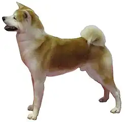 Akita Inu