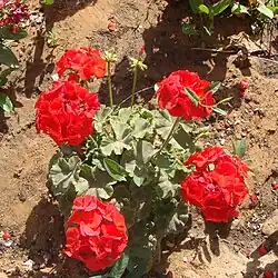 2011 Geranie „Baronesse Sophia“