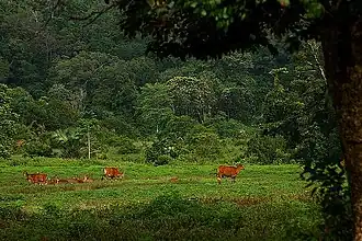 Banteng (Bos javanicus) im Nationalpark
