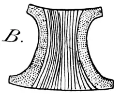 Eucampia cornuta (Cleve) Grunow, 1883 — Frustel.