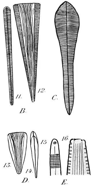 B L. juergensii var. elongata C Licmophora robusta Licmophora paradoxa E L. sp., Längsschnitt durch eine Pore.