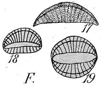 R. musculus Kützing. Frusteln 40&nbsp;µm × 60&nbsp;µm (Illustration).