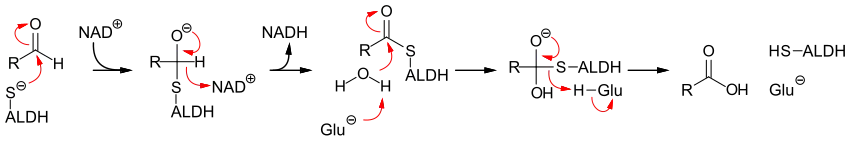 Mechanismus der Aldehyd-Dehydrogenase