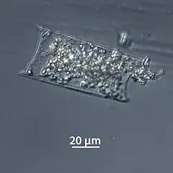 Formalin-fixiertes Exemplar von H.&nbsp;membranaceus, geprobt im November 2015, Expedition der Polarstern .