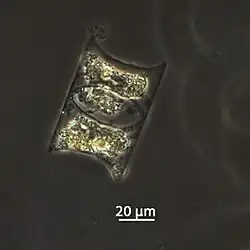 H. membranacea [H. membranaceus], Frustel, vom Atlantik, November 2015, Expedition der Polarstern.