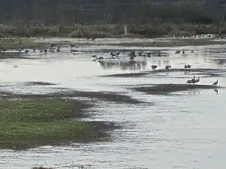 Reservebecken Alfhausen-Rieste, aufgenommen vom Beobachtungsstand auf dem Damm