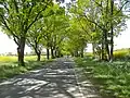 Allee Zum Meckelmoor zwischen Eilendorf und Immenbeck.