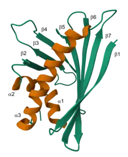 Apfelallergen Mal d 1.0101