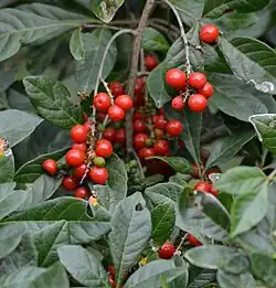 Allophylus cobbe (ähnlich ist Allophylus edulis) (ähnliches Bild)