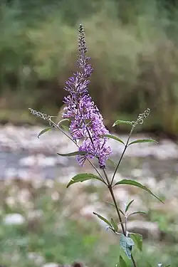 Sommerflieder (Buddleja)