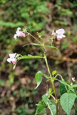 Springkraut (Impatiens)