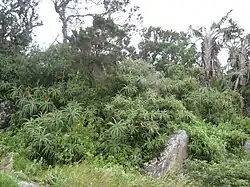 Das Foto zeigt ein Stück Wald mit verschieden hohen Pflanzen, darunter Palmen und niedrigere buschige Gewächse.