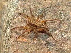 Lateralsicht eines Weibchens