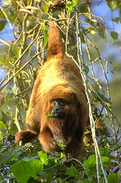 Brauner Brüllaffe (Alouatta fusca)