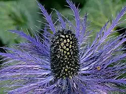 …und schließlich im Herbst Alpen-Mannstreu