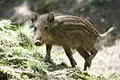Frischling (Wildschweinbaby)