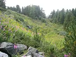 Grüne Alpenpflanzen am Patscherkofel