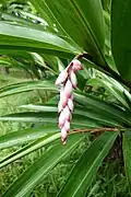 Alpinia zerumbet.