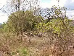 Burgstall Alt-Dernbach - Turmhügelrest