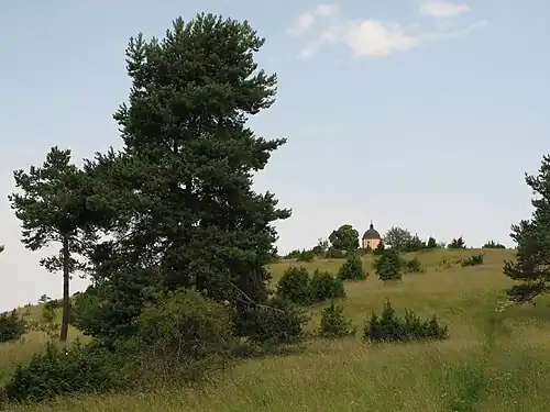 Der Alte Berg, von Süden gesehen, mit typischer Wacholderheide