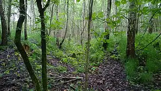 neuzeitlicher Durchgang am Wall Richtung NNO (Talseite)
