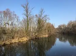 Altrheinarm in Neuried-Altenheim