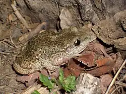 Geburtshelferkröte (Alytes obstetricans)