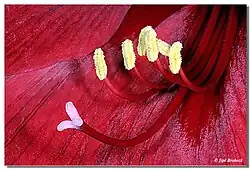 Blüte von Hippeastrum: unten der Griffel, links hellviolett die gelappte Narbe