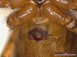 Epigyne eines Weibchens im Größenvergleich