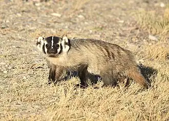 Silberdachs (Taxidea taxus)