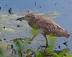 Nordamerikanische Rohrdommel