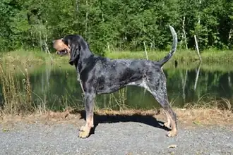 American Blue Gascon Hound