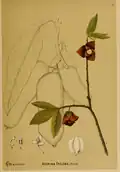 Illustration aus American Medicinal Plants, 1887 des Dreilappigen Papau (Asimina triloba)